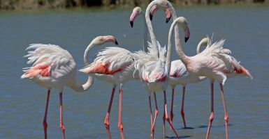 Flamingo's in het natuurpark 'Narbonnaise et Méditerranée'