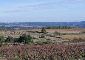 Grapevines without leaves in winter but also green in the landscape and beautiful views