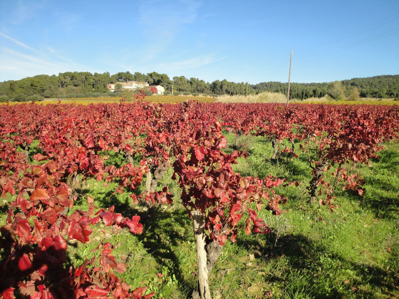 Rode-herfstkleuren-wijngaarden-Minervois