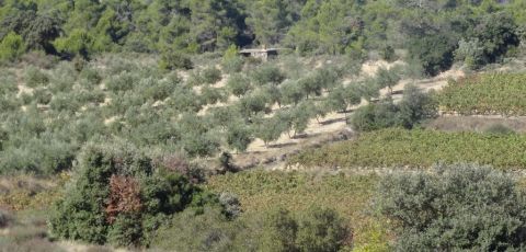 wandelen-Beaufort-Artix-vallei-olijfgaard